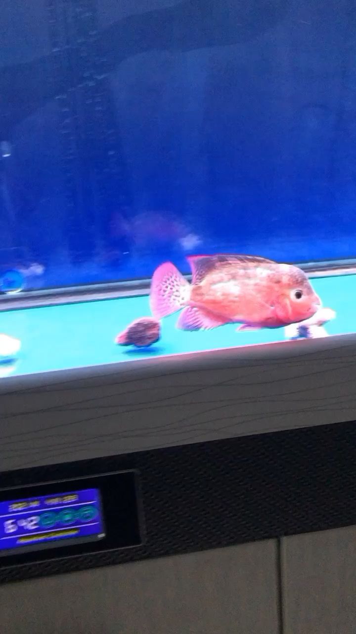 小龍魚刺多嗎(十大刺身魚排名前十圖片) 小龍魚刺多嗎(十大刺身魚排名前十圖片) 龍魚百科 第2張