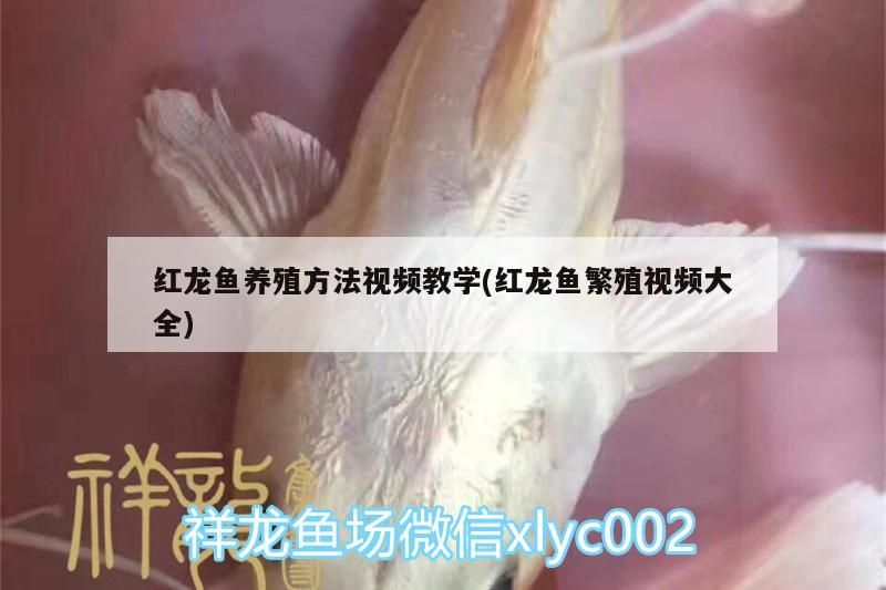 家庭魚缸位置風(fēng)水圖片大全（家庭魚缸位置風(fēng)水圖片大全集） 家庭魚缸位置風(fēng)水圖片大全（家庭魚缸位置風(fēng)水圖片大全集） 龍魚百科 第2張