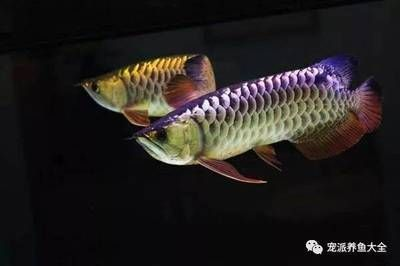 如何增加龍魚的食欲，如何增加龍魚食欲