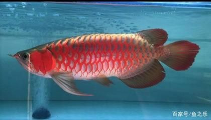 如何增加龍魚的食欲，如何增加龍魚食欲 如何增加龍魚的食欲，如何增加龍魚食欲 龍魚百科 第6張