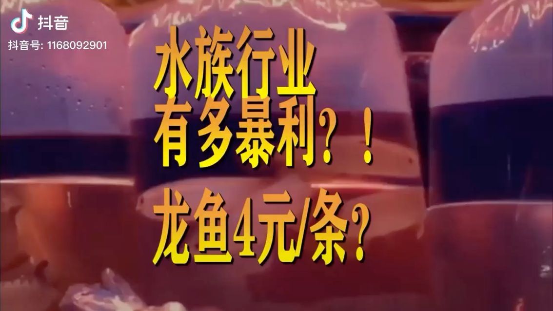 紅龍魚買什么品種好看又好養(yǎng)(紅龍魚買什么品種好看又好養(yǎng)活)