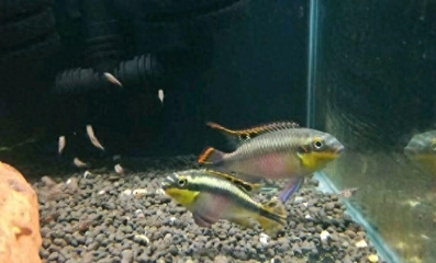 觀賞魚藍星 觀賞魚藍星是冷水魚還是熱帶魚