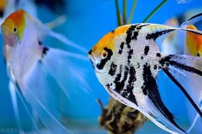 蘇州魚缸清洗電話地址及價格 蘇州清洗魚缸服務 蘇州魚缸清洗電話地址及價格 蘇州清洗魚缸服務 龍魚百科 第3張