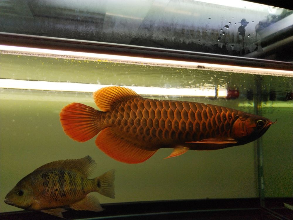 太原哪里賣二手魚缸好賣(太原回收二手魚缸上門回收)