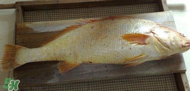 金龍魚魚膠膠質怎樣鑒別好壞呢，如何辨別金龍魚魚膠的質量