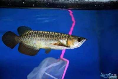 龍魚咬著小魚不吞（為什么龍魚咬著小魚卻不吞？） 龍魚咬著小魚不吞（為什么龍魚咬著小魚卻不吞？） 龍魚百科 第4張