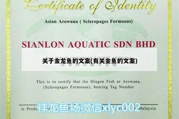 金龍魚文案短句干凈治愈