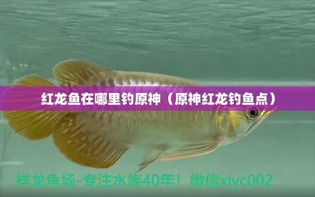 紅龍魚養殖需要多大的魚缸？（新加坡國立大學研究顯示紅龍魚養殖需要哪些設備） 紅龍魚養殖需要多大的魚缸？（新加坡國立大學研究顯示紅龍魚養殖需要哪些設備） 龍魚百科