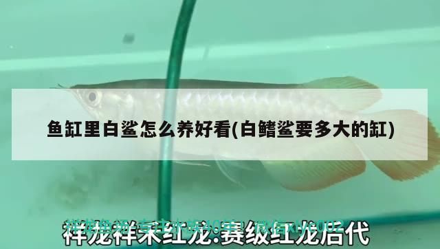 孝義二手魚缸轉讓電話地址（孝義賣魚缸的地方）