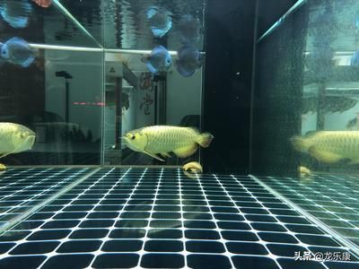 龍魚濾材擺放位置圖，龍魚濾材擺放位置圖是一份詳細的指導文檔