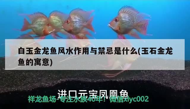 怎樣搬魚缸（專業(yè)搬魚缸是怎么搬的）