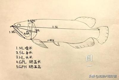 龍魚雌雄結構圖解大全，金龍魚與紅龍魚的區別