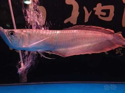 龍魚(yú)蒙眼病能自愈嗎怎么治，如何判斷龍魚(yú)病情嚴(yán)重程度，龍魚(yú)蒙眼病的日常預(yù)防措施 龍魚(yú)蒙眼病能自愈嗎怎么治，如何判斷龍魚(yú)病情嚴(yán)重程度，龍魚(yú)蒙眼病的日常預(yù)防措施 龍魚(yú)百科 第6張