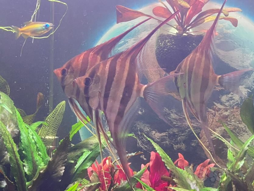 龍魚頭上小白點不吃食（龍魚頭上有小白點）