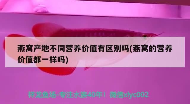 龍魚頭上小白點不吃食（龍魚頭上有小白點）