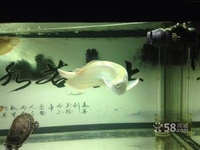 觀賞魚銀龍價格：觀賞魚銀龍價格因其大小、品種、來源等因素有所不同 觀賞魚銀龍價格：觀賞魚銀龍價格因其大小、品種、來源等因素有所不同 龍魚百科 第3張