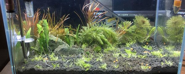 金龍魚一個月要花多少錢