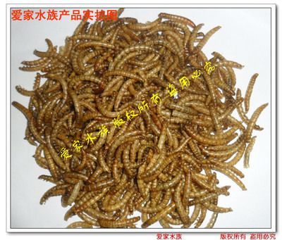 龍魚吃面包蟲干的好還是活的好，龍魚吃面包蟲干和活的好還是活的好，飼養者應該注意什么