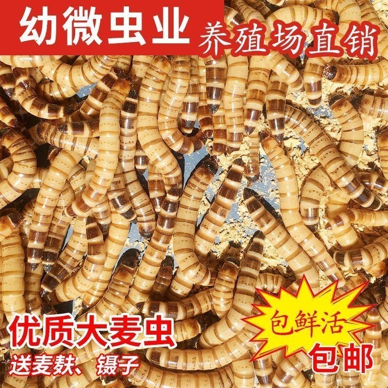 龍魚吃面包蟲干的好還是活的好，龍魚吃面包蟲干和活的好還是活的好，飼養者應該注意什么