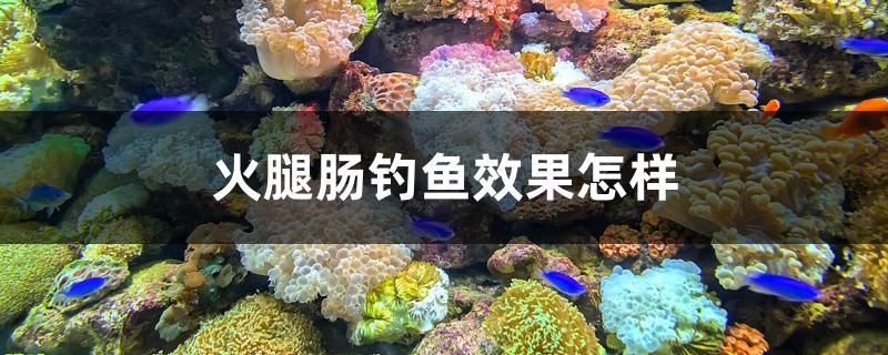 贛州哪里有魚缸賣的多的地方（贛州魚類批發(fā)市場在哪里）