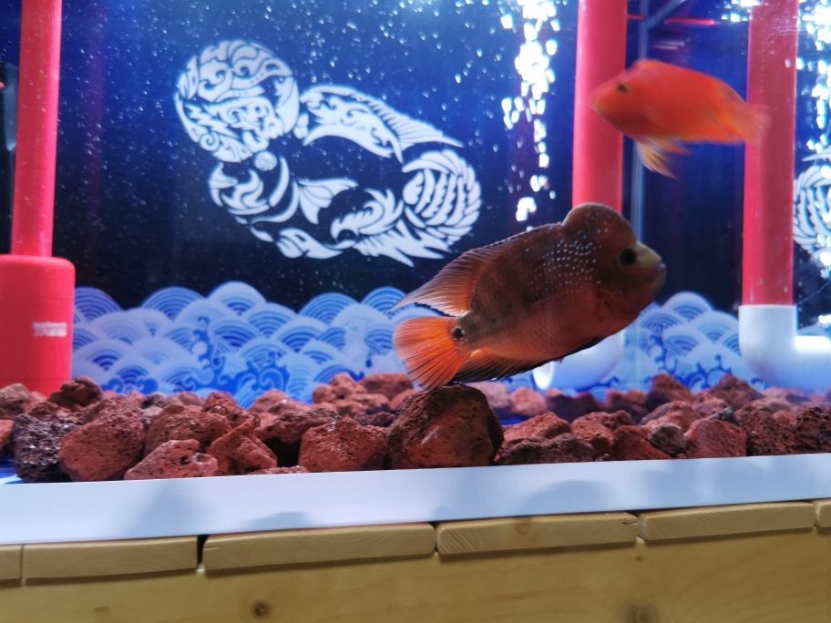 西安哪有批發魚缸的地方呀 西安哪有批發魚缸的地方呀電話