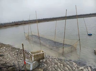 龍魚怎么麻醉最好呢視頻：龍魚怎么麻醉最好呢視頻教程