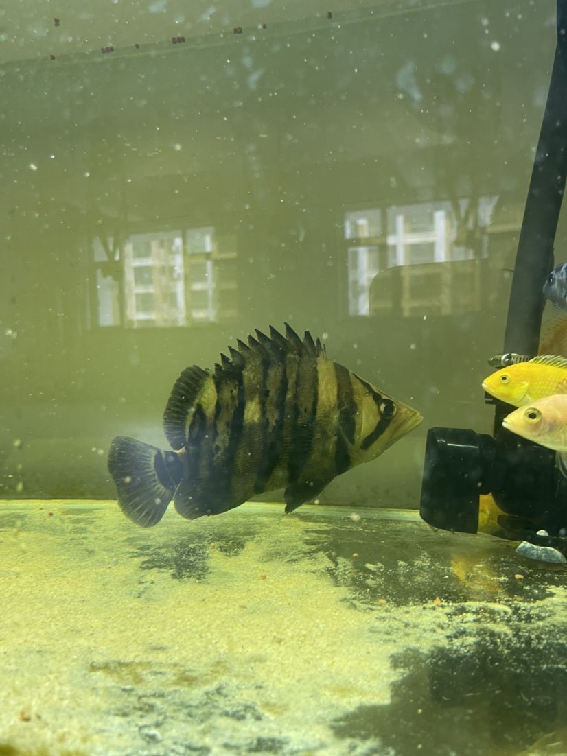 龍魚怎么麻醉最好呢視頻：龍魚怎么麻醉最好呢視頻教程