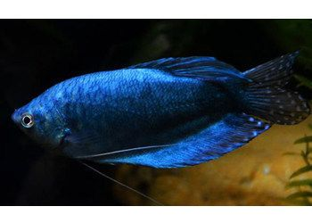 藍龍魚怎么樣，藍龍魚常見疾病預防藍龍魚壽命延長秘訣藍龍魚壽命延長秘訣 藍龍魚怎么樣，藍龍魚常見疾病預防藍龍魚壽命延長秘訣藍龍魚壽命延長秘訣 龍魚百科 第4張