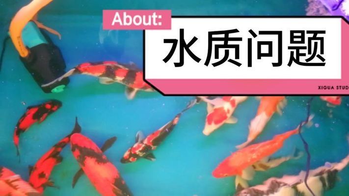 小魚缸哪里有賣（哪里有賣魚缸的）