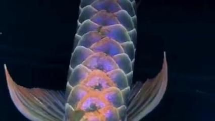 60厘米金龍魚價(jià)格多少錢一條 60厘米金龍魚價(jià)格多少錢一條 龍魚百科 第3張