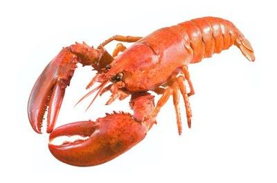 紅龍魚能吃熟蝦嗎