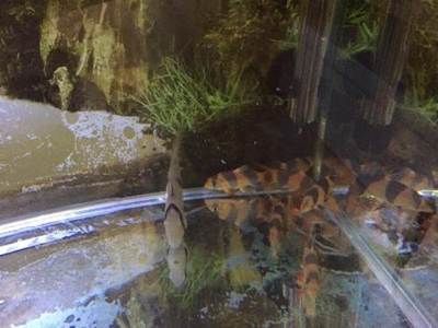 三間鼠魚與龍魚混養(yǎng)技巧（三間鼠魚和龍魚理論上可以混養(yǎng)但需要注意選擇適當(dāng)?shù)幕祓B(yǎng)魚類）