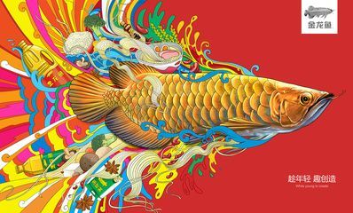 金龍魚用什么壁紙好看，160個高質(zhì)量的金龍魚壁紙適合自己的手機(jī)壁紙圖片素材
