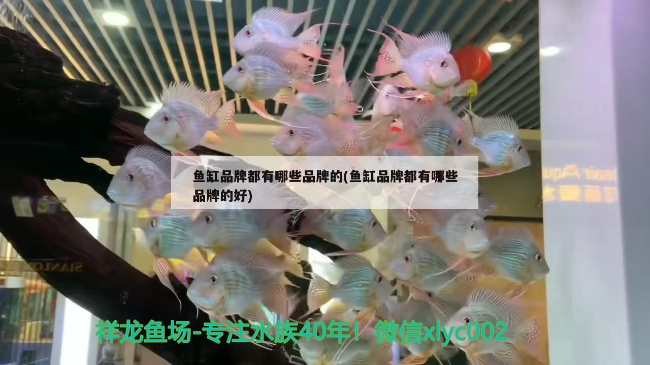 賣觀賞魚魚的店叫什么名字（賣觀賞魚的地方） 賣觀賞魚魚的店叫什么名字（賣觀賞魚的地方） 龍魚百科 第3張