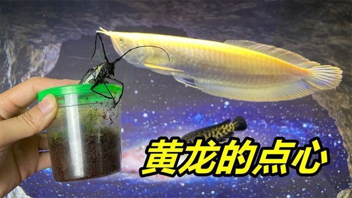 龍魚吃昆蟲，龍魚可以吃多種昆蟲類食物