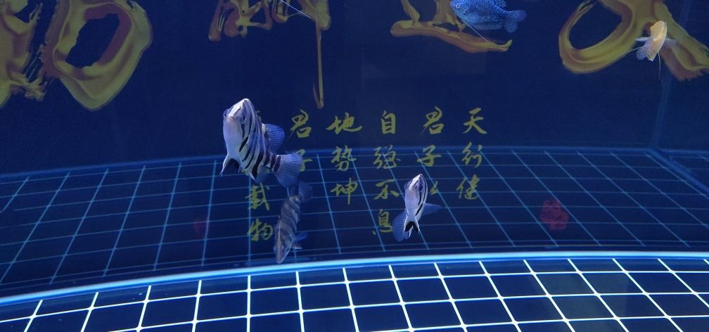茶色玻璃魚缸養(yǎng)魚（茶臺魚缸 玻璃） 茶色玻璃魚缸養(yǎng)魚（茶臺魚缸 玻璃） 龍魚百科 第3張