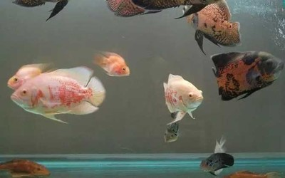 廈門水族批發市場在哪里進貨便宜點（廈門最大的水族館）