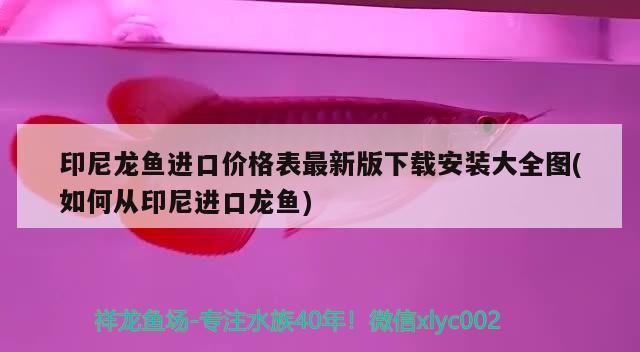 廈門水族批發市場在哪里進貨便宜點（廈門最大的水族館）