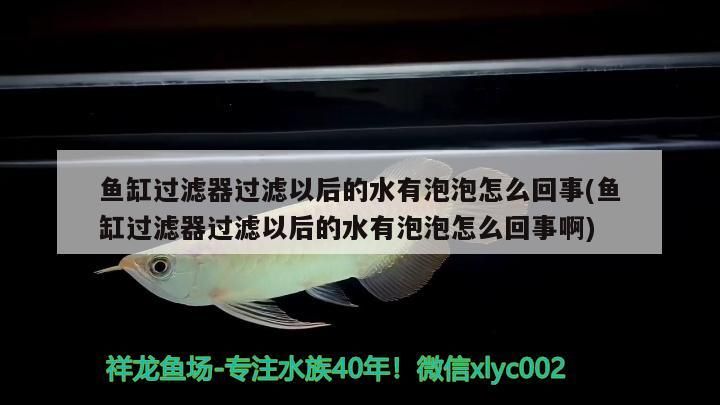 如何挑選小紅龍魚視頻講解圖片和視頻(如何挑選小紅龍魚視頻講解圖片和視頻教程) 如何挑選小紅龍魚視頻講解圖片和視頻(如何挑選小紅龍魚視頻講解圖片和視頻教程) 龍魚百科 第3張
