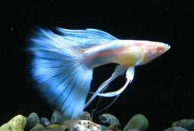 金龍魚吃活魚苗弄碎又吐出來
