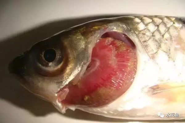 魚缸玻璃膠發黑是怎么回事（魚缸玻璃膠起黑斑怎么處理）