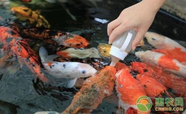 龍魚不吃蝦肉怎么回事兒 龍魚不吃蝦肉怎么回事兒 龍魚百科 第3張
