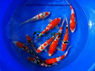 圓玻璃魚缸養什么植物最好看(圓玻璃魚缸養什么植物最好看呢)