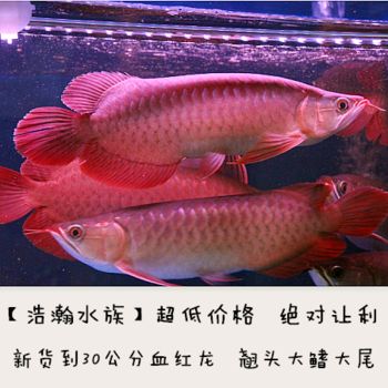 觀賞小龍魚 觀賞小龍魚 龍魚百科 第3張