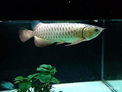 遷安二手魚缸出售信息（遷安賣魚缸地方） 遷安二手魚缸出售信息（遷安賣魚缸地方） 龍魚百科 第2張