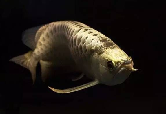 龍魚(yú)分多少品種的，水族館愛(ài)好者爭(zhēng)相追捧的龍魚(yú)品種紅龍魚(yú)與紅龍魚(yú)的區(qū)別 龍魚(yú)分多少品種的，水族館愛(ài)好者爭(zhēng)相追捧的龍魚(yú)品種紅龍魚(yú)與紅龍魚(yú)的區(qū)別 龍魚(yú)百科 第4張
