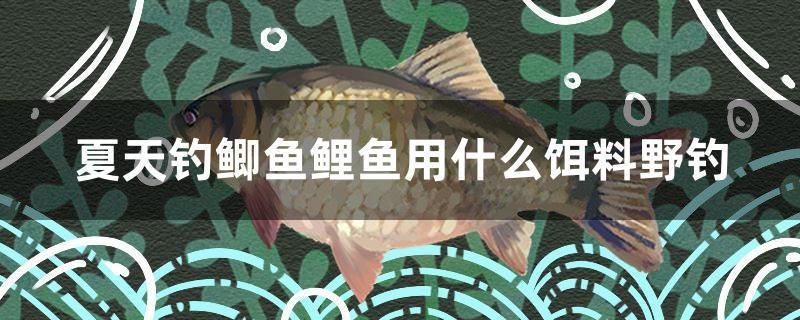 紅龍魚主食喂什么最好看呢(紅龍魚主食喂什么最好看呢視頻)