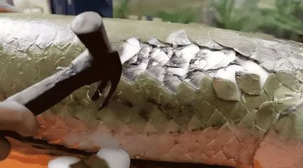 亞馬遜河魚種瀕危等級（亞馬遜河生態破壞原因巨骨舌魚人工養殖技術）