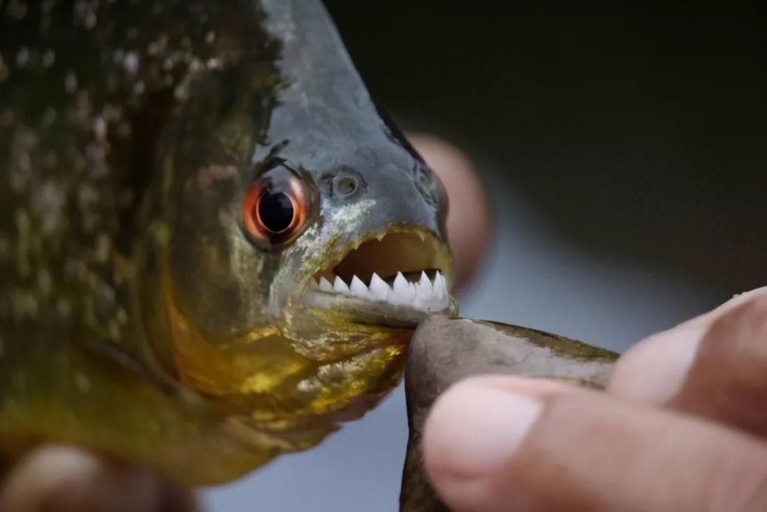 亞馬遜河魚種瀕危等級（亞馬遜河生態破壞原因巨骨舌魚人工養殖技術）