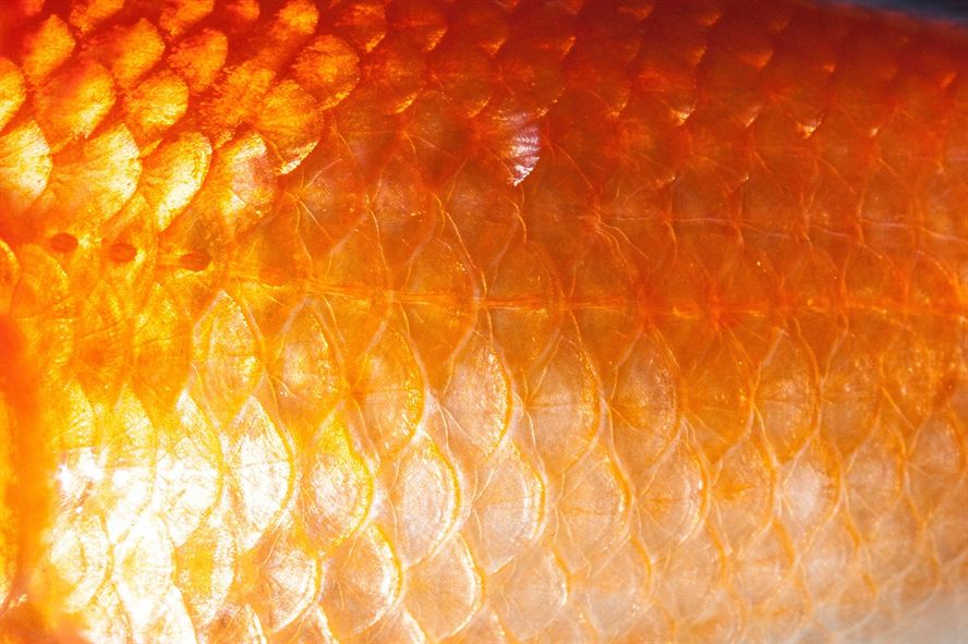 魚缸玻璃裂口了怎么修復(fù)圖解視頻（魚缸玻璃裂縫了怎么處理） 魚缸玻璃裂口了怎么修復(fù)圖解視頻（魚缸玻璃裂縫了怎么處理） 龍魚百科 第2張